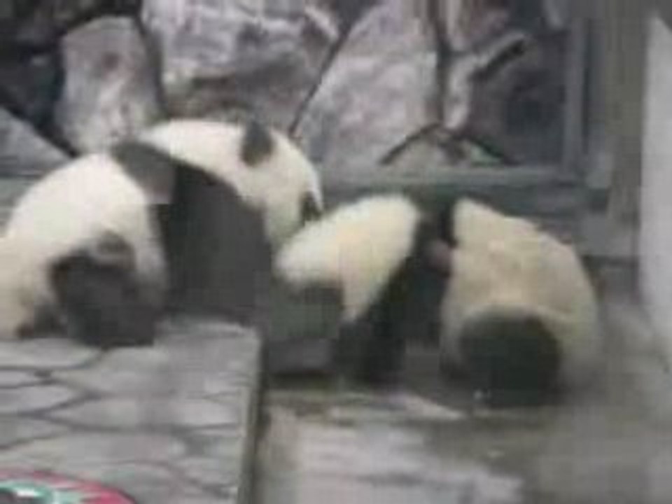 Catch Pandas