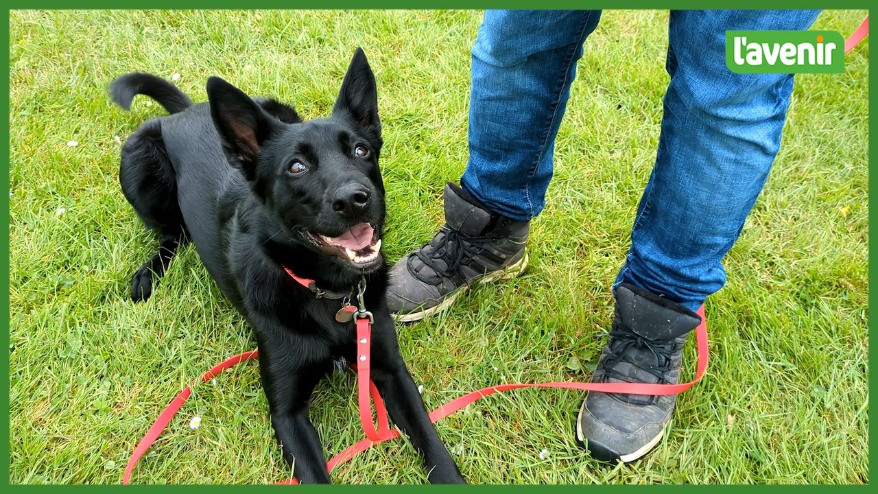 Comment assurer le bien-être de votre chien? Les conseils d'un éducateur canin