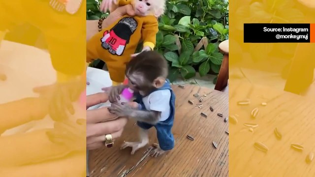 Suloinen video: pienet apinat kilpailevat melkein väkivaltaisesti tuttipullosta