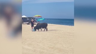 Woman attacked by a bull in Mexico after ignoring warning