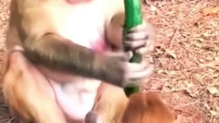 A little monkey tries to take a fruit  from another monkey