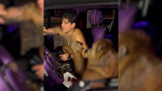 Va de polémica en polémica: Ryan García reaparece rapeando con un orangután en el interior de un coche