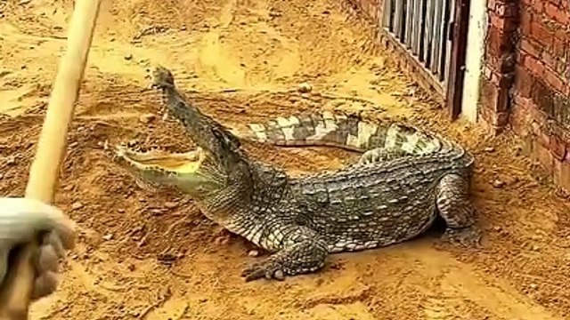 Crocodile  challenge