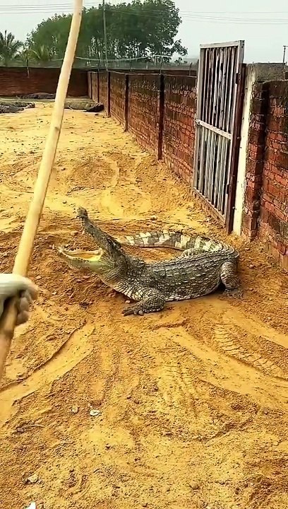Crocodile  challenge