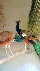 Peacocks Room Indian Blue Shoulder