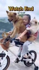 Entertainments ||Funny video|| cat &Dog video