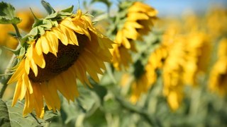 Why Do Sunflowers Droop? Plus Expert Tips for Making Them Stand Tall