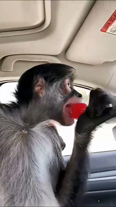 Monkey fun