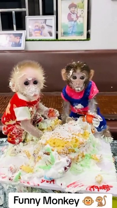 Monkey fun