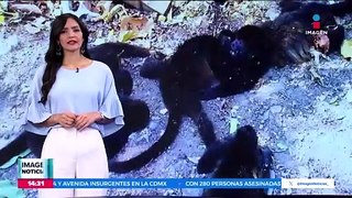 Monos aulladores han perdido la vida por el calor extremo en Tabasco