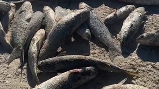 Pescadores capturam 4800 tainhas em Bombinhas