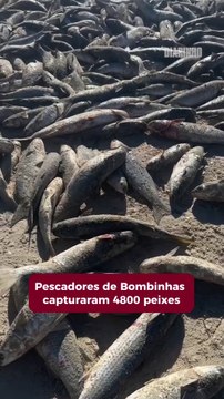 Pescadores capturam 4800 tainhas em Bombinhas
