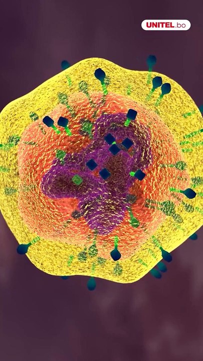 Las “células zombis” están causando el envejecimiento en el ser humano. Pero, ¿qué son estas células y cómo los científicos intentan destruirlas para que tengamos una vida más sana?