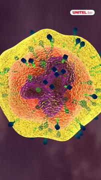 Las “células zombis” están causando el envejecimiento en el ser humano. Pero, ¿qué son estas células y cómo los científicos intentan destruirlas para que tengamos una vida más sana?