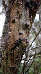 Seeing Faces in Everyday Objects - Part 26