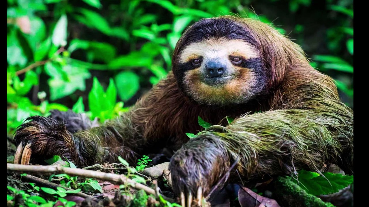 Prepare to Be Amazed: 10 Unthinkable Animal Facts!