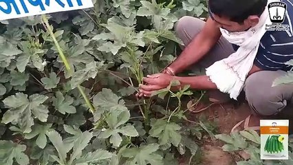 Bountiful Harvests: Shriram's Ankita Bhindi Seeds