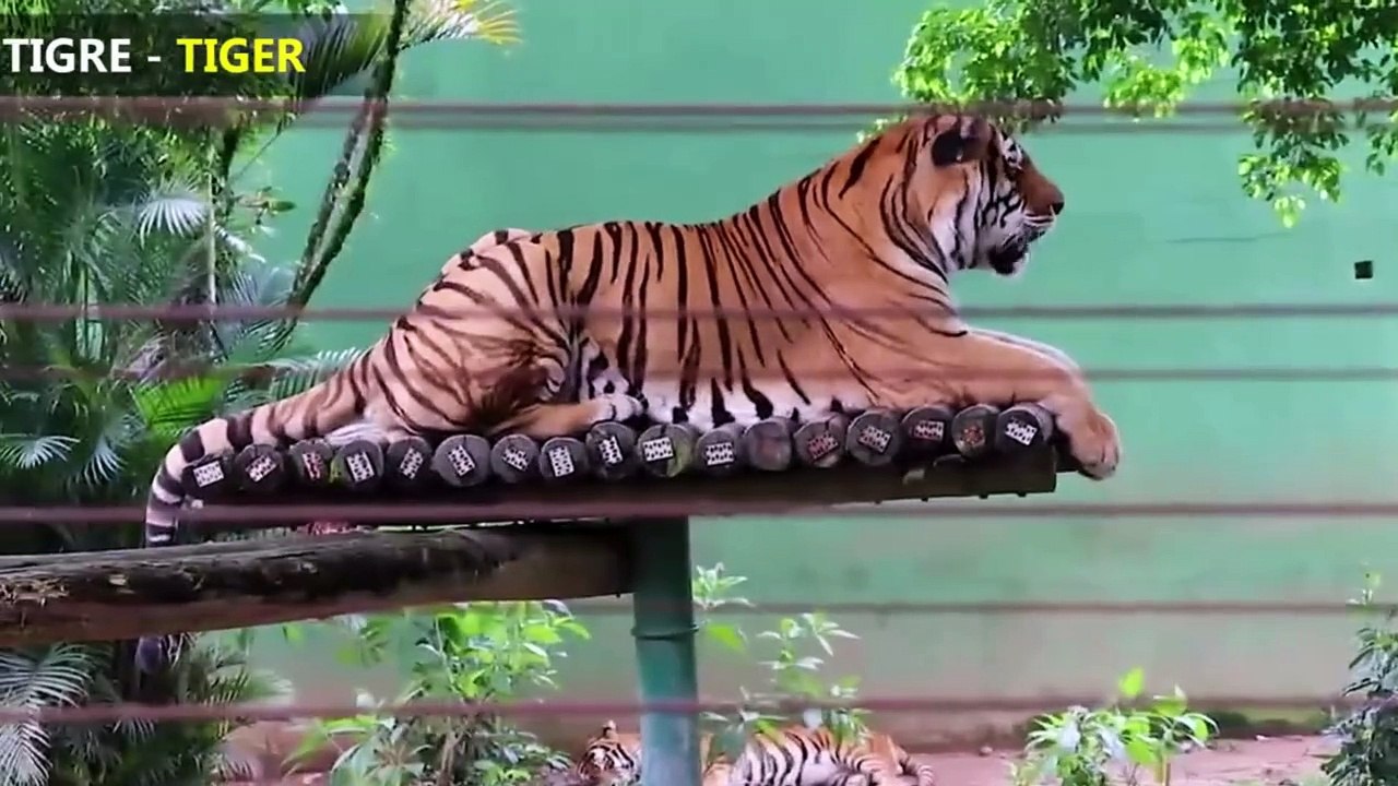 Wild animals - Jungle animals sound - Forest Animal