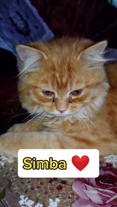 Simba  ❤️ | Funny Cat