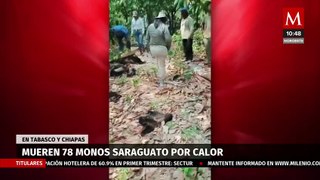Monos aulladores mueren debido a las altas temperaturas en Tabasco y Chiapas