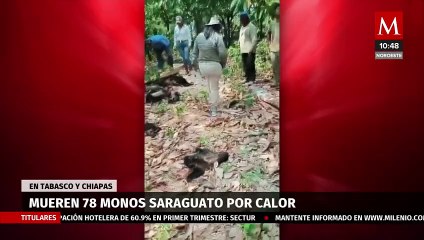 Download Video: Monos aulladores mueren debido a las altas temperaturas en Tabasco y Chiapas