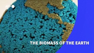 The biomass of the Earth