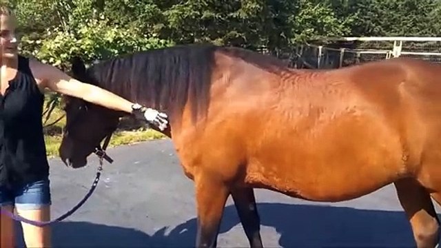 These Are 10 Most Beautiful Rarest Horses _ Rare Species of Horses