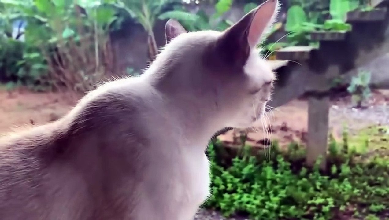 farm animal name and sounds. horse ,dog ,cow, cat, duck,  pig ,sheep ,chicken goat ostrich