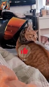 Dancing Cat| Funny Cat 2024| #funnyshorts #cat #shortvideos #funny #shorts