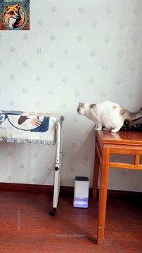 Cat Stupidity| Funny Cat 2024| #funnyshorts #cat #shortvideos #funny #shorts