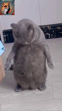 Healthy Cat| Funny Cat 2024| #funnyshorts #cat #shortvideos #funny #shorts