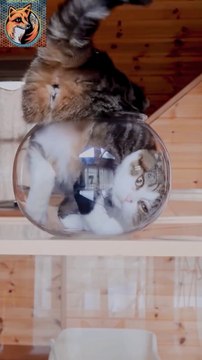 Cat In Trouble| Funny Cat 2024| #funnyshorts #cat #shortvideos #funny #shorts