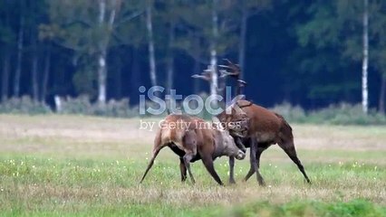 istockphoto-1479548719-640_adpp_is