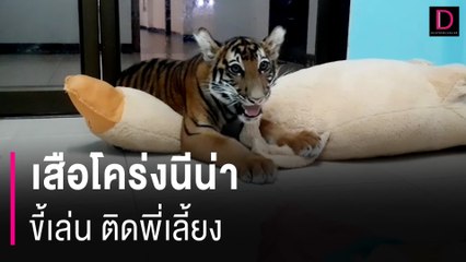 ติดพี่เลี้ยง เสือโคร่งนีน่าขี้เล่น ขาหลังยังอ่อนแรง เร่งเสริมแคลเซียม | HOTSHOT เดลินิวส์ 21/05/67