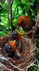 Bird Feeding: A Mother’s Care 🐦