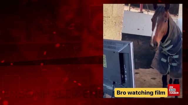 Kaybettiği yarışı izleyen yarış atı