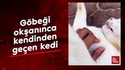 Göbeği okşanınca kendinden geçen kedi