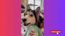 Cute animals funny videos 2024 | Funniest dogs videos 2024 | funny animal videos