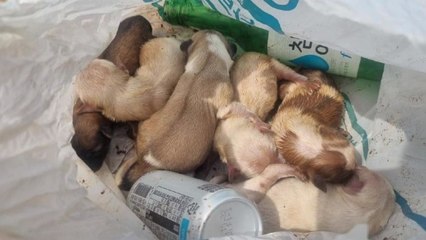 묶인 봉지 안에 쓰레기와 함께 버려진 강아지 6마리 발견...경찰 수사 / YTN