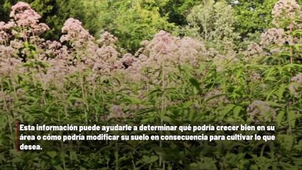 El significado de estas cuatro malezas cuando salen en su jardín