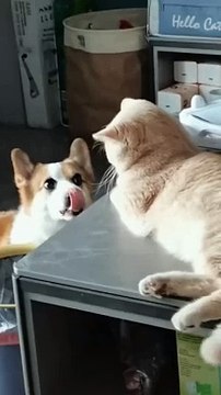 Funniest cats and dogs | best funny animals video 2024 | funniest animals | funny dogs
