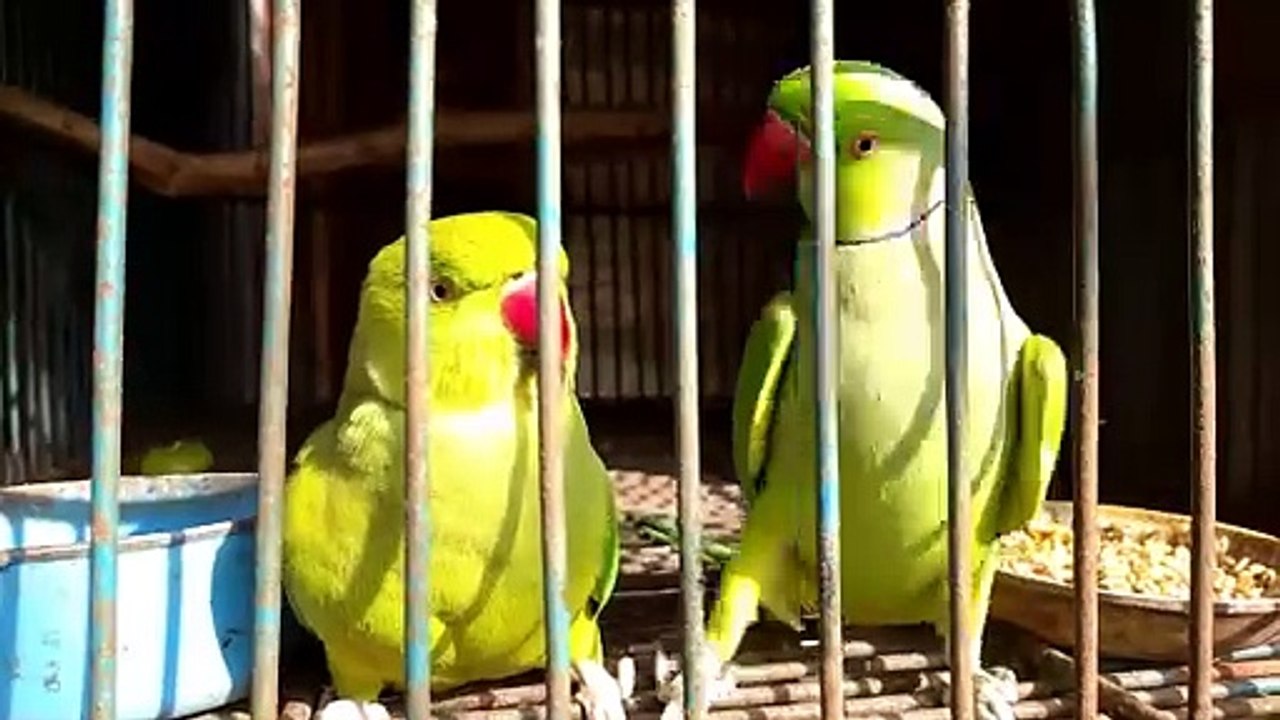 Green Parrot Mating Call