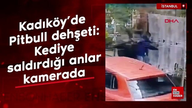 Kadıköy'de Pitbull dehşeti: Kediye saldırdığı anlar kamerada