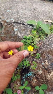 Oxalis plants | plantas | #oxalis