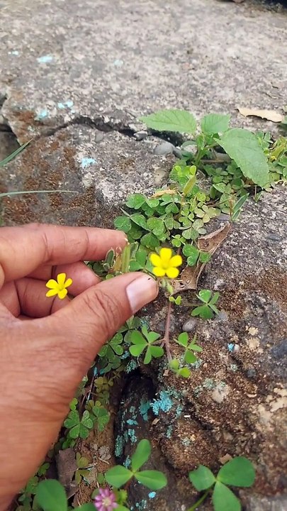 Oxalis plants | plantas | #oxalis
