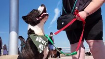 Meet the Cane Corsos of Blackpool