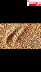 In the scandal of importing extra wheat, those responsible have been determined | The Prime Minister approved the action