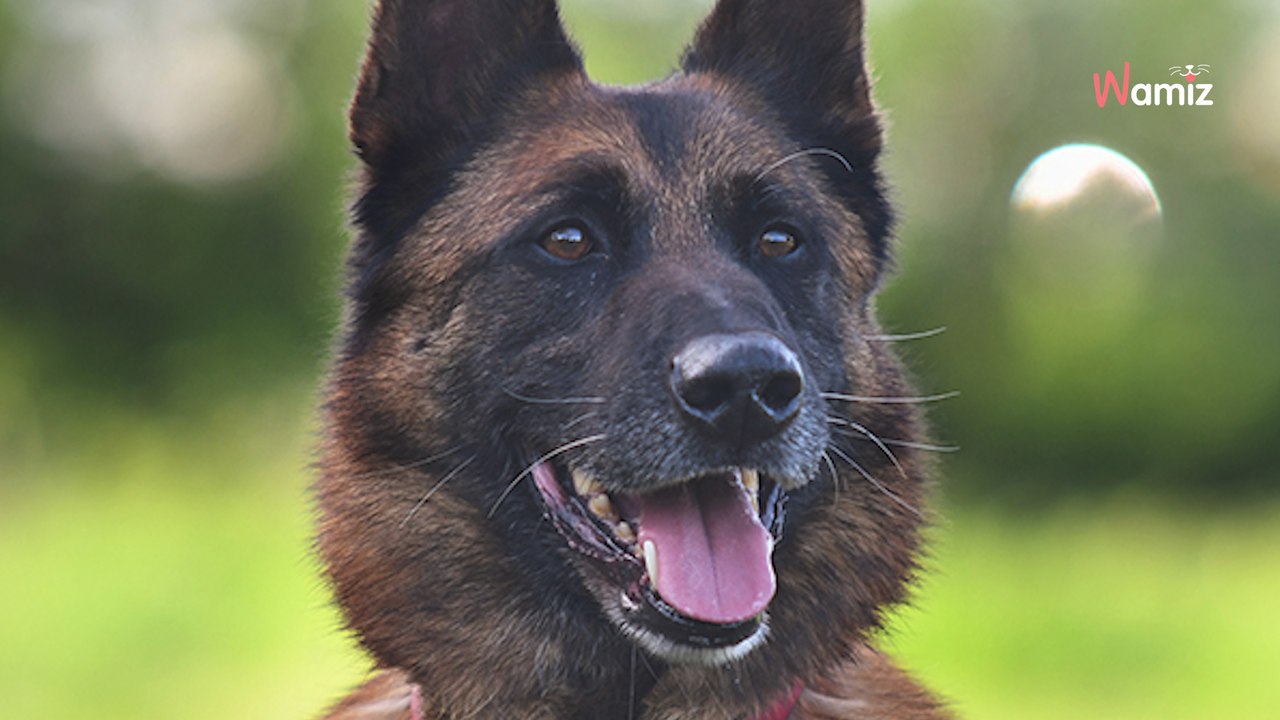 Après 7 ans d'une vie de solitude à l'attache, ce chien a été mis en refuge mais ne trouve personne pour l'en sortir