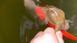 Goofy toad refuses to let go after hopping aboard a... FISH!