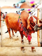 Beautiful cow | peer ajmal raza qadri bayan  .